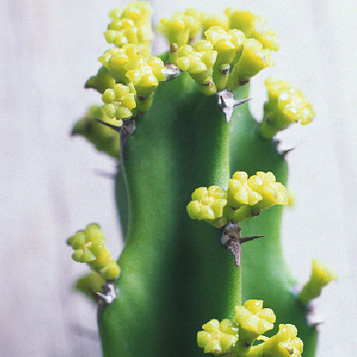 common tree Euphorbia , naboom, gewone naboom, mohlohlokgomo,Cowboy cactus
